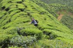 cameron highland